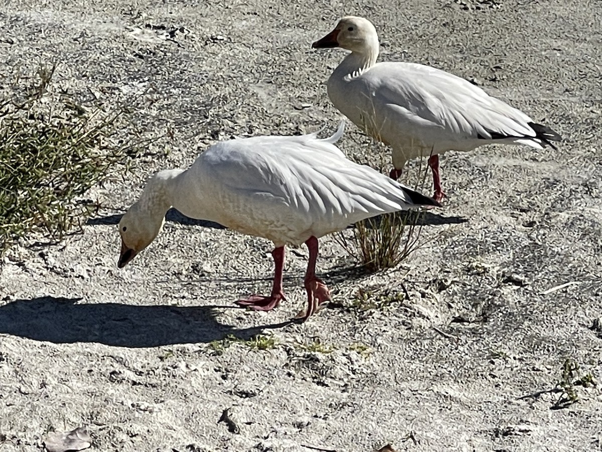 Snow Goose - ML400129301