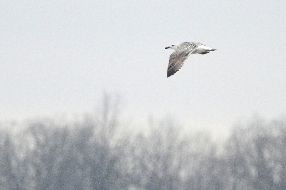 Great Black-backed Gull - ML400129791