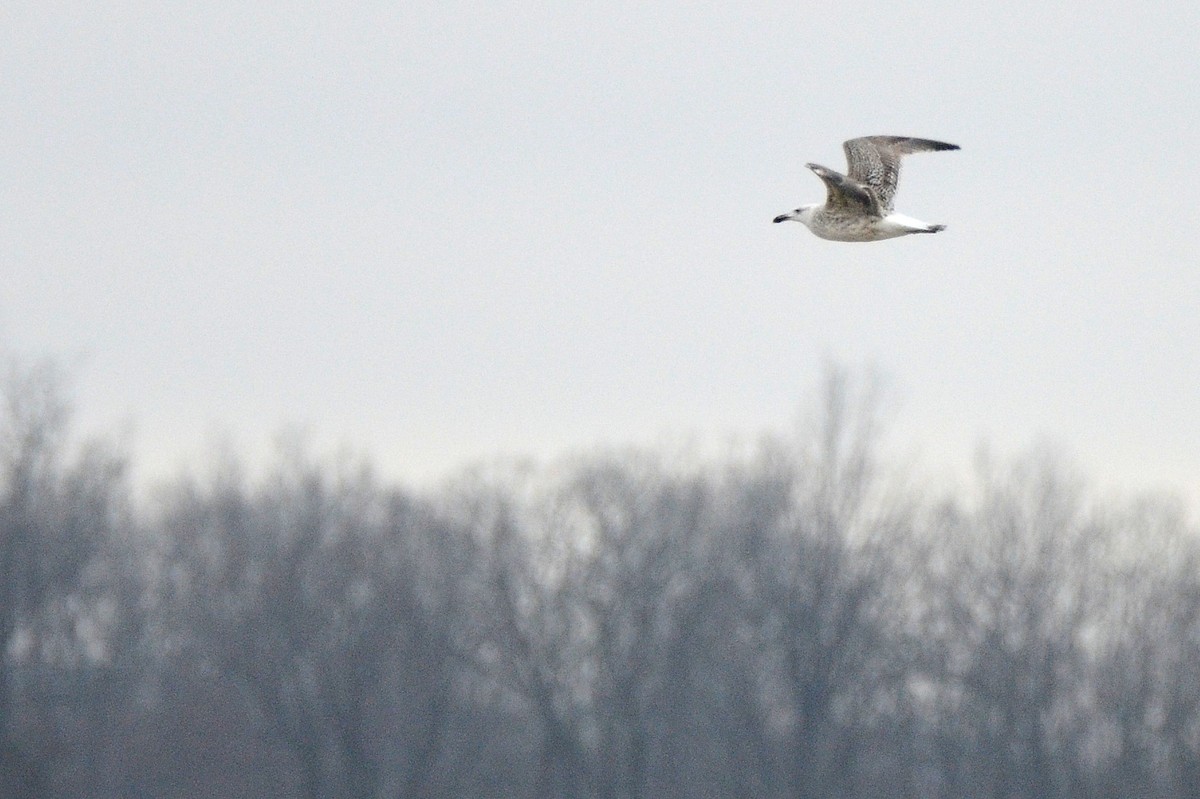 Great Black-backed Gull - ML400129811