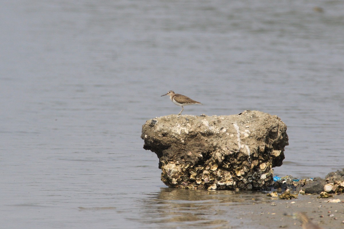 Common Sandpiper - Aravind Amirtharaj