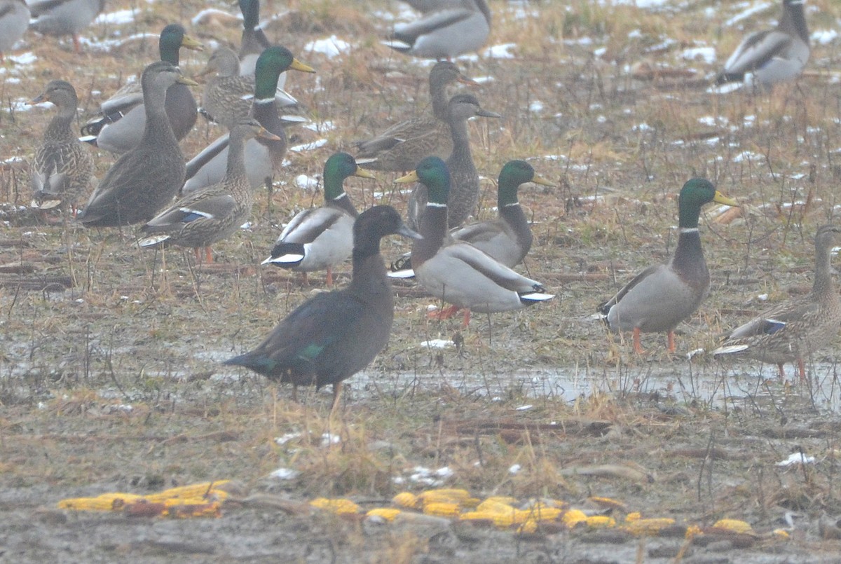 Mallard (Domestic type) - Asher  Warkentin