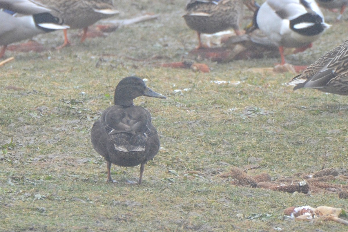 Canard colvert (forme domestique) - ML400131391