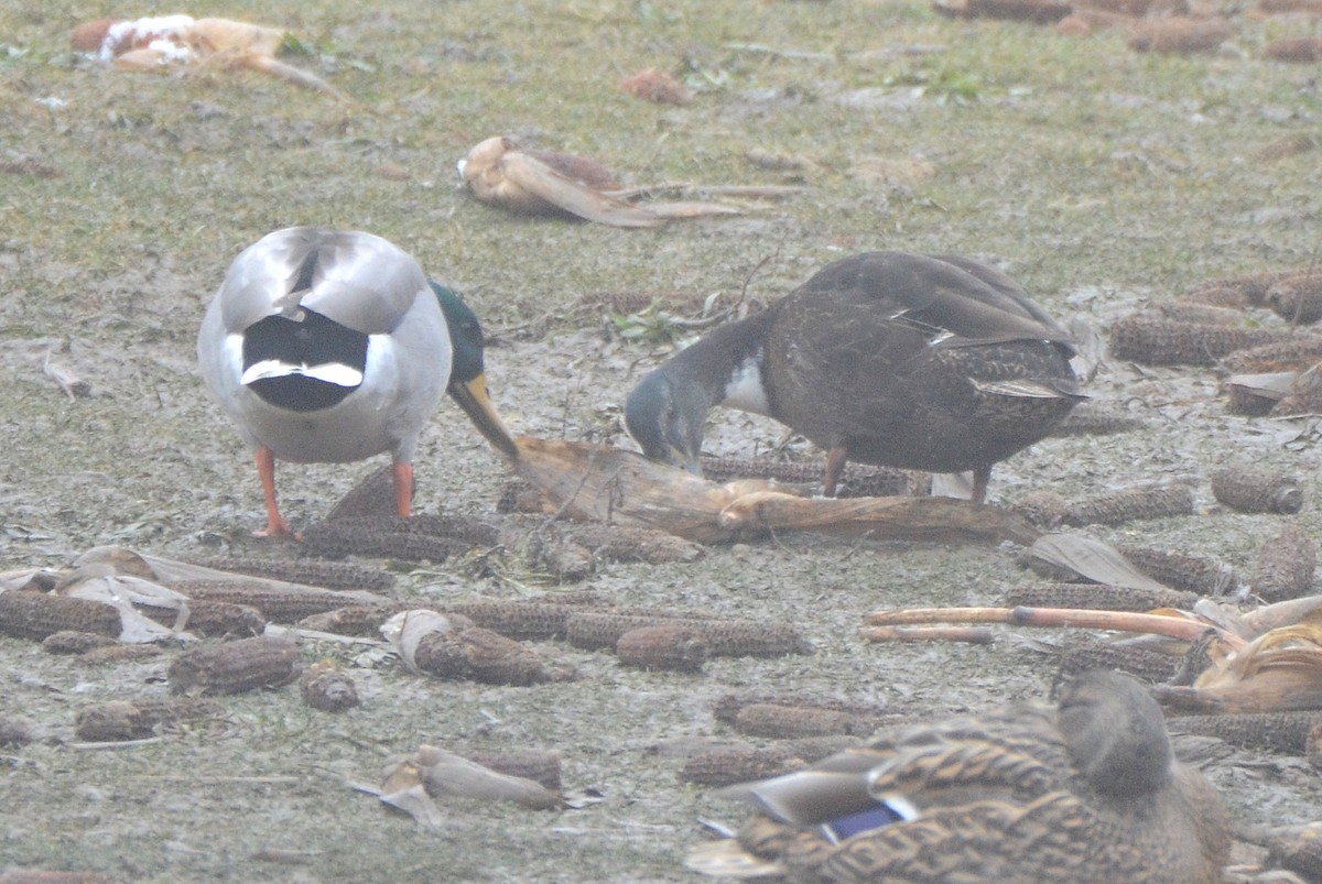 Canard colvert (forme domestique) - ML400131411