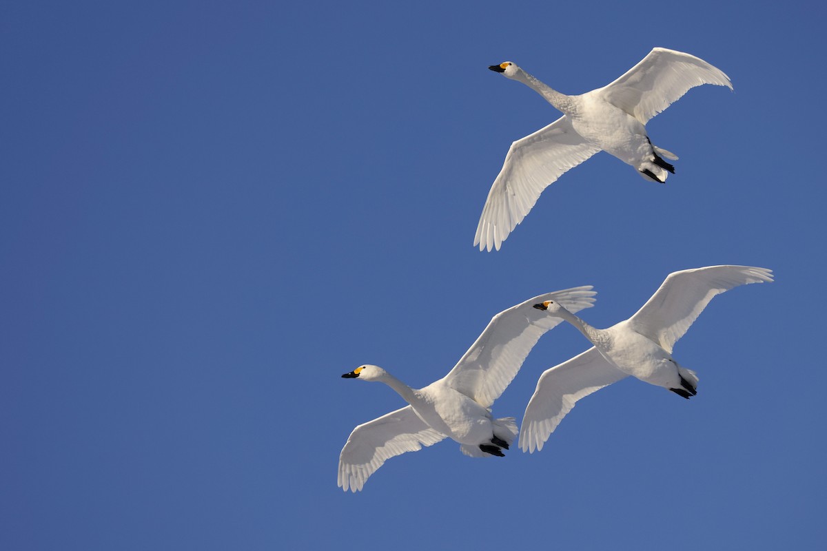Tundra Swan - ML400132761