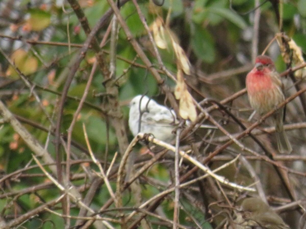 House Finch - ML400133571