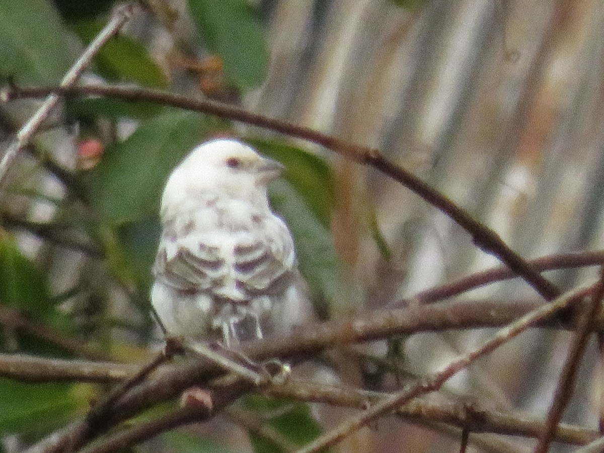 House Finch - ML400133591