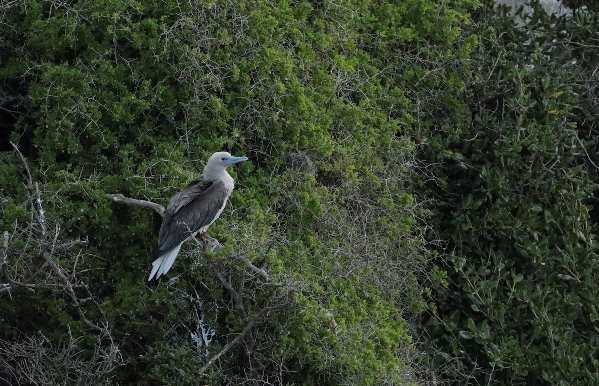 Red-footed Booby - ML400133751