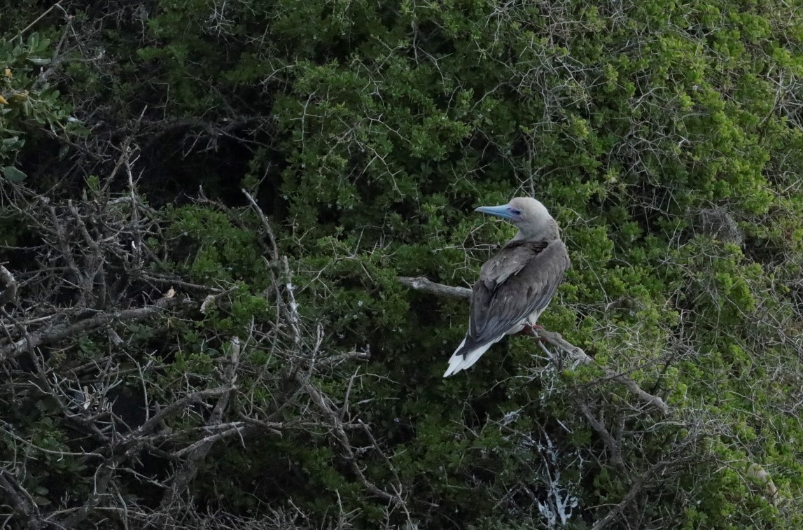 Red-footed Booby - ML400133831