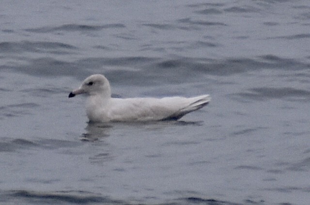 Glaucous Gull - Steven Weiss