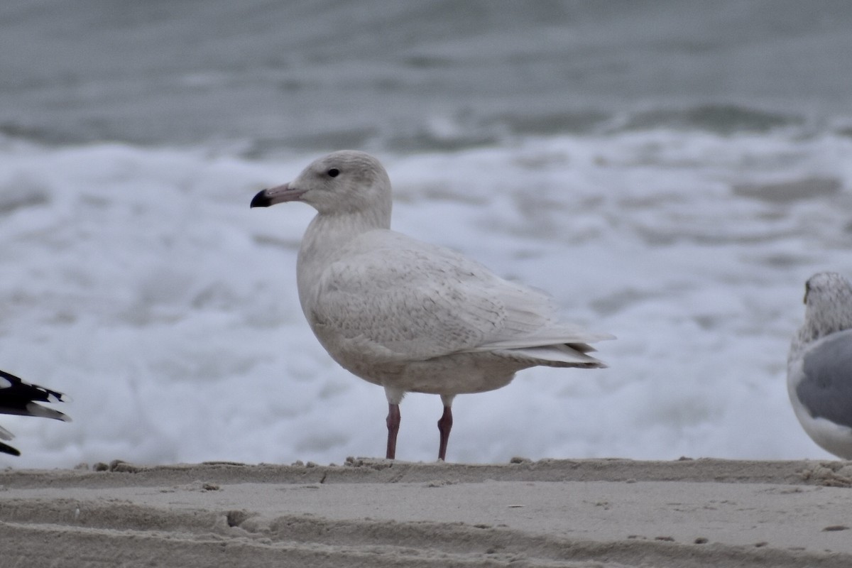 Glaucous Gull - ML400134831