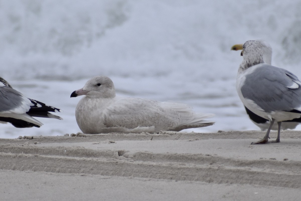 Glaucous Gull - ML400134841