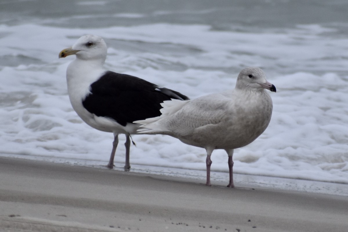 Glaucous Gull - Steven Weiss