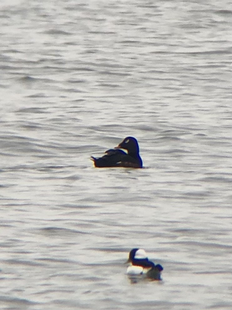 White-winged Scoter - ML400136111