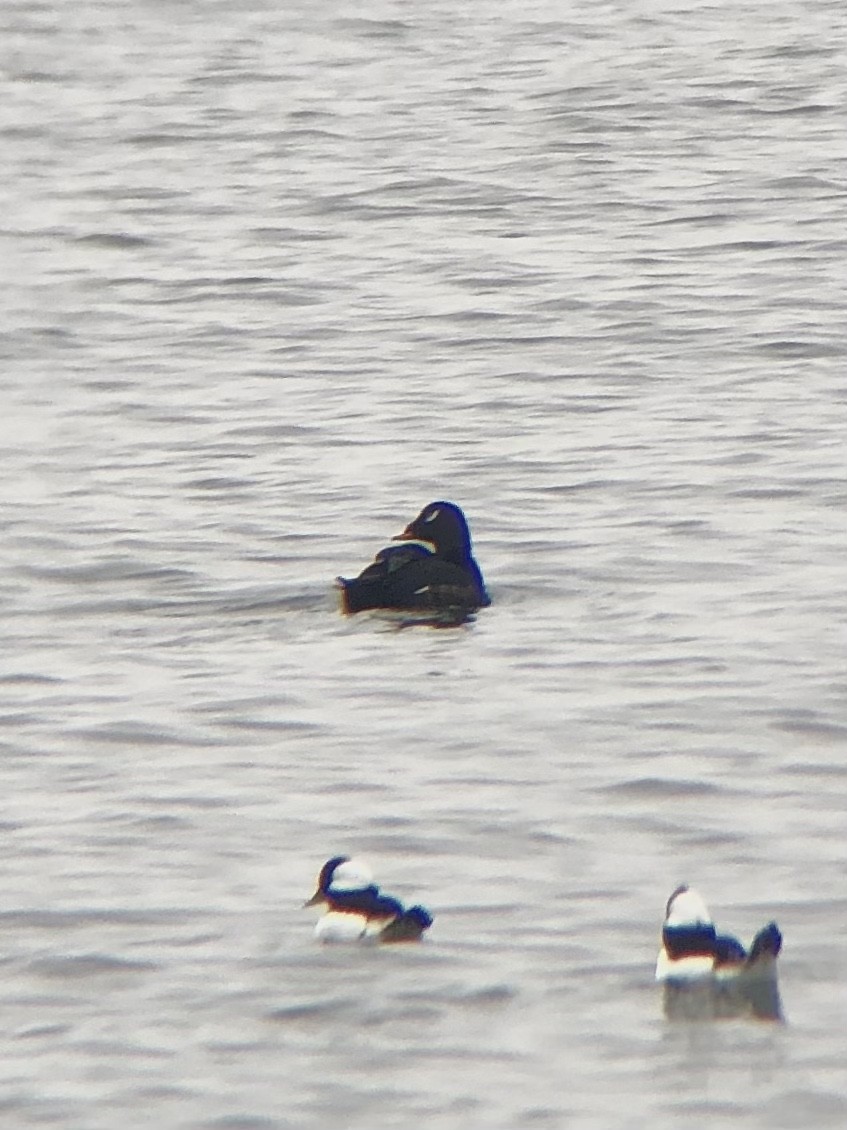 White-winged Scoter - ML400136131