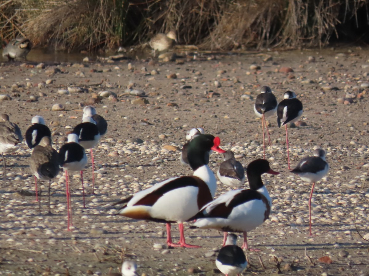 Common Shelduck - Virgilio Beltrán