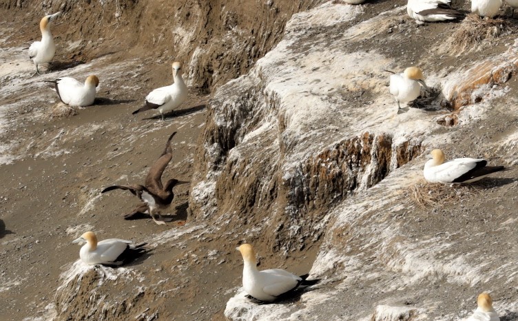 Brown Booby - ML400139741