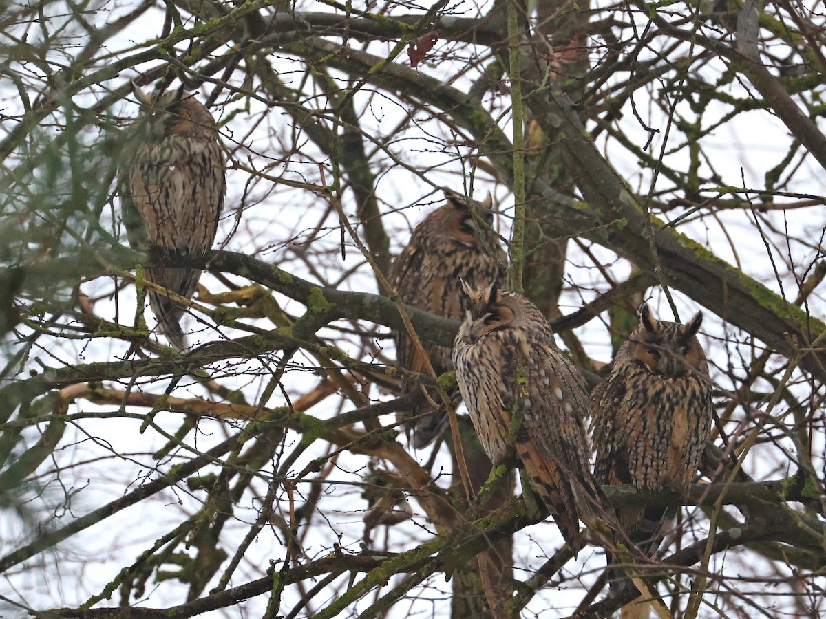 Long-eared Owl - ML400139791