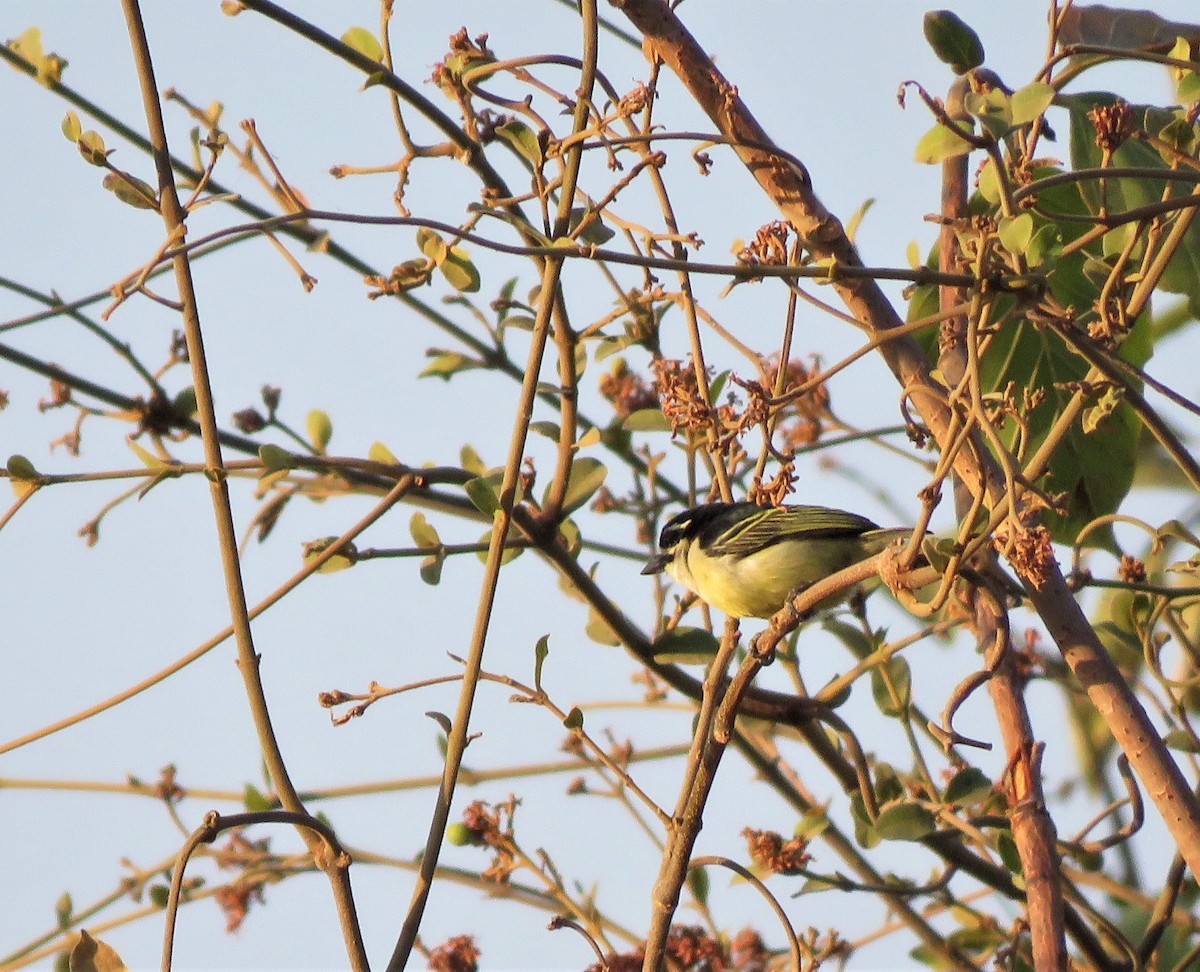 Yellow-rumped Tinkerbird - Bram Piot