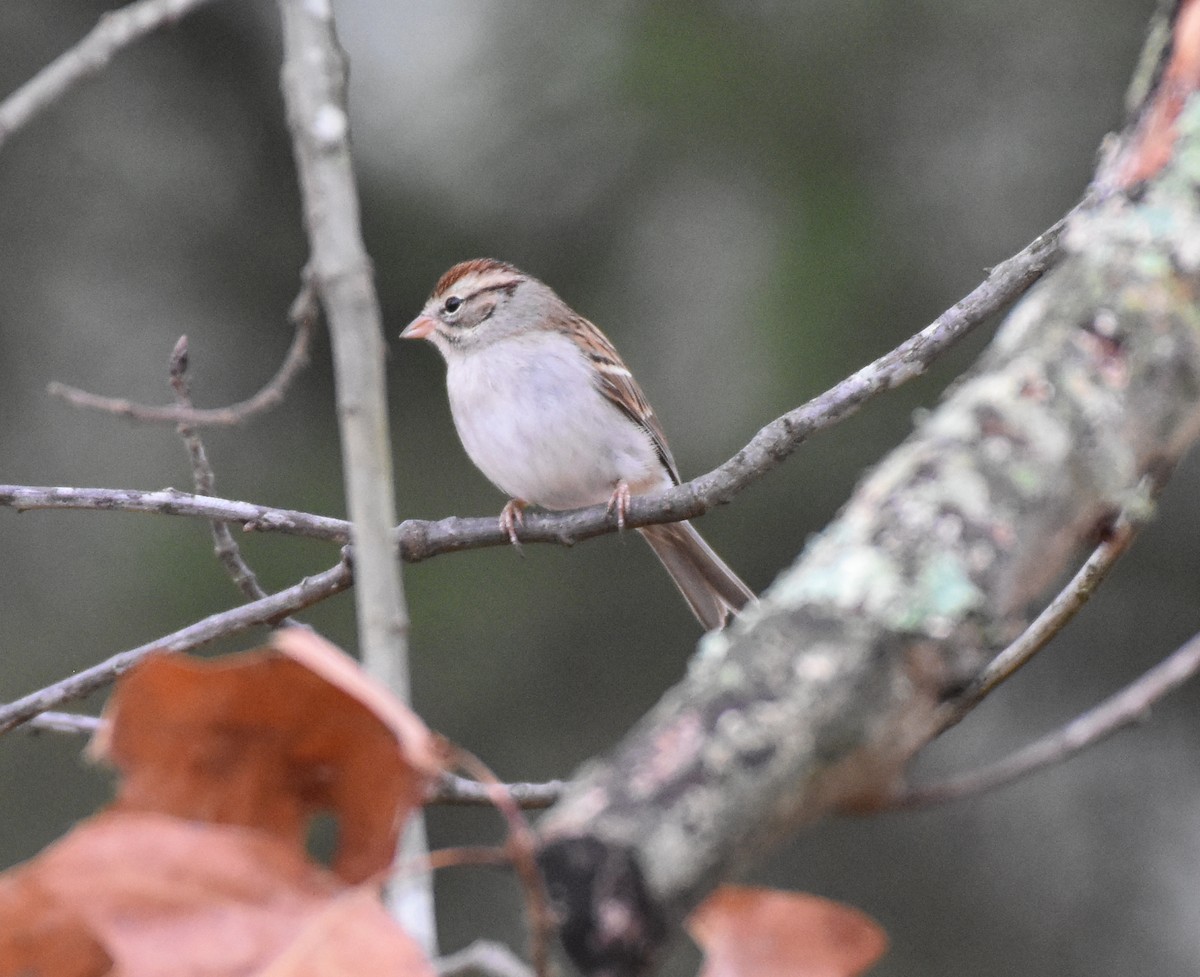 Chipping Sparrow - ML400143381