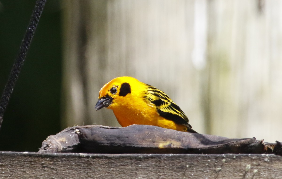 Golden Tanager - ML400143601