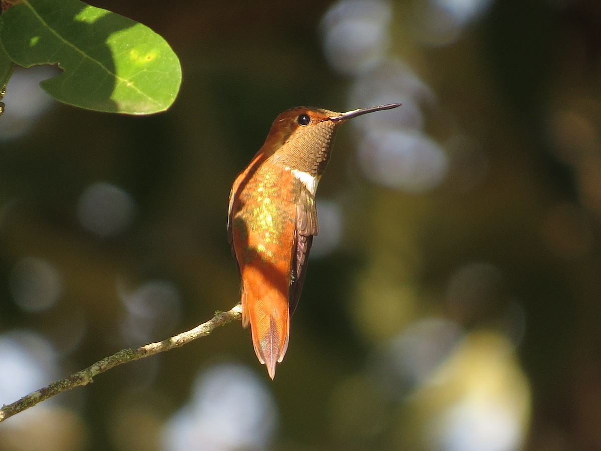 Rufous Hummingbird - Lora Reynolds