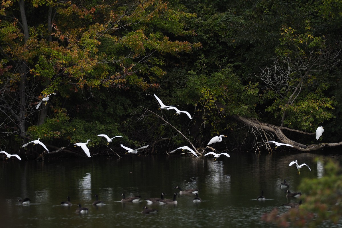 Snowy Egret - ML400144681