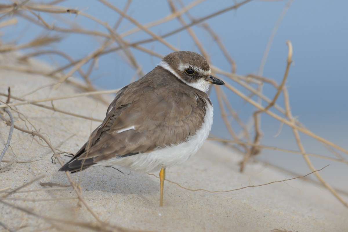 Semipalmated Plover - Sam Miller