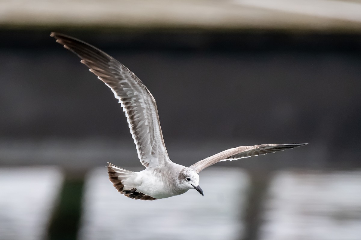 Laughing Gull - Donald Dixon