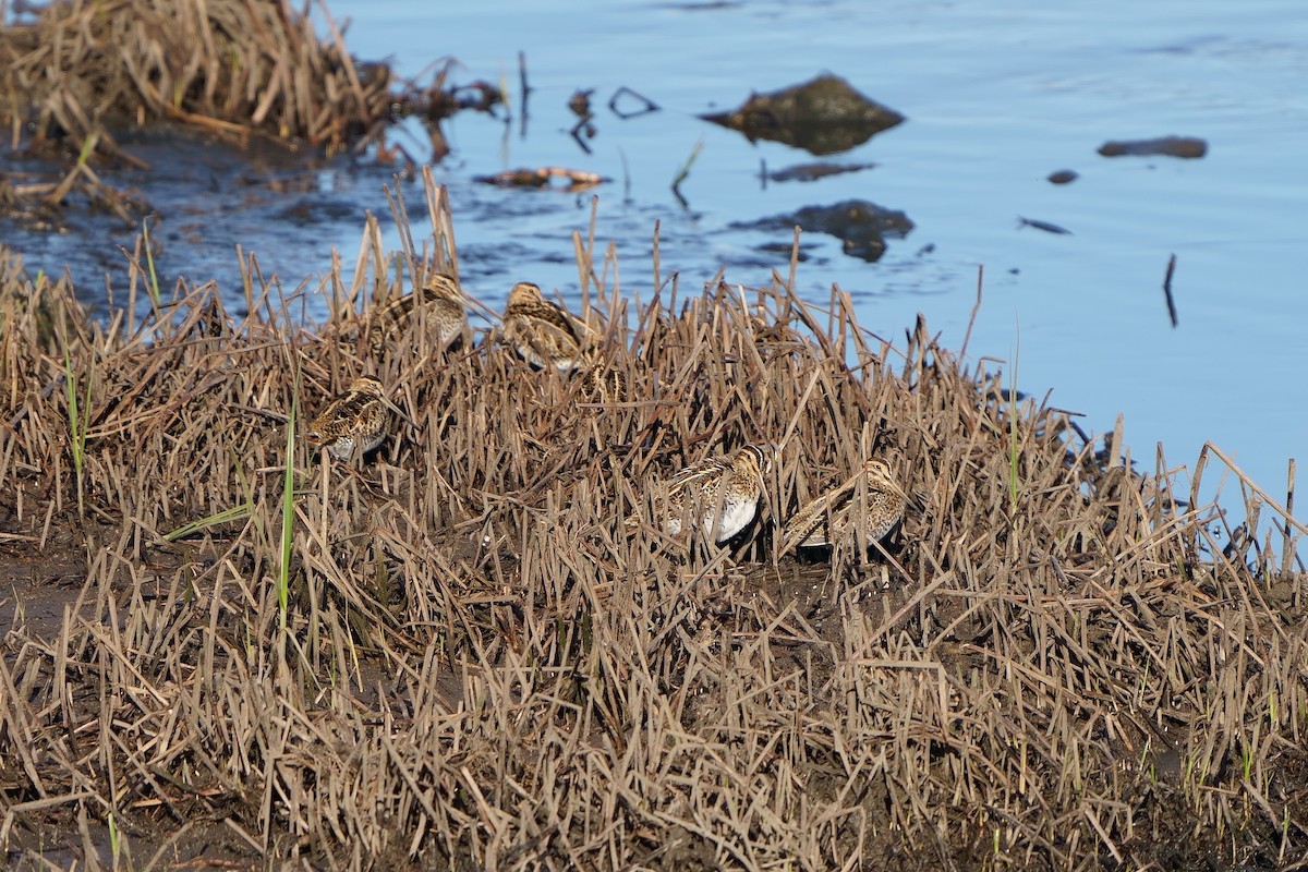 Common Snipe - Kike Junco