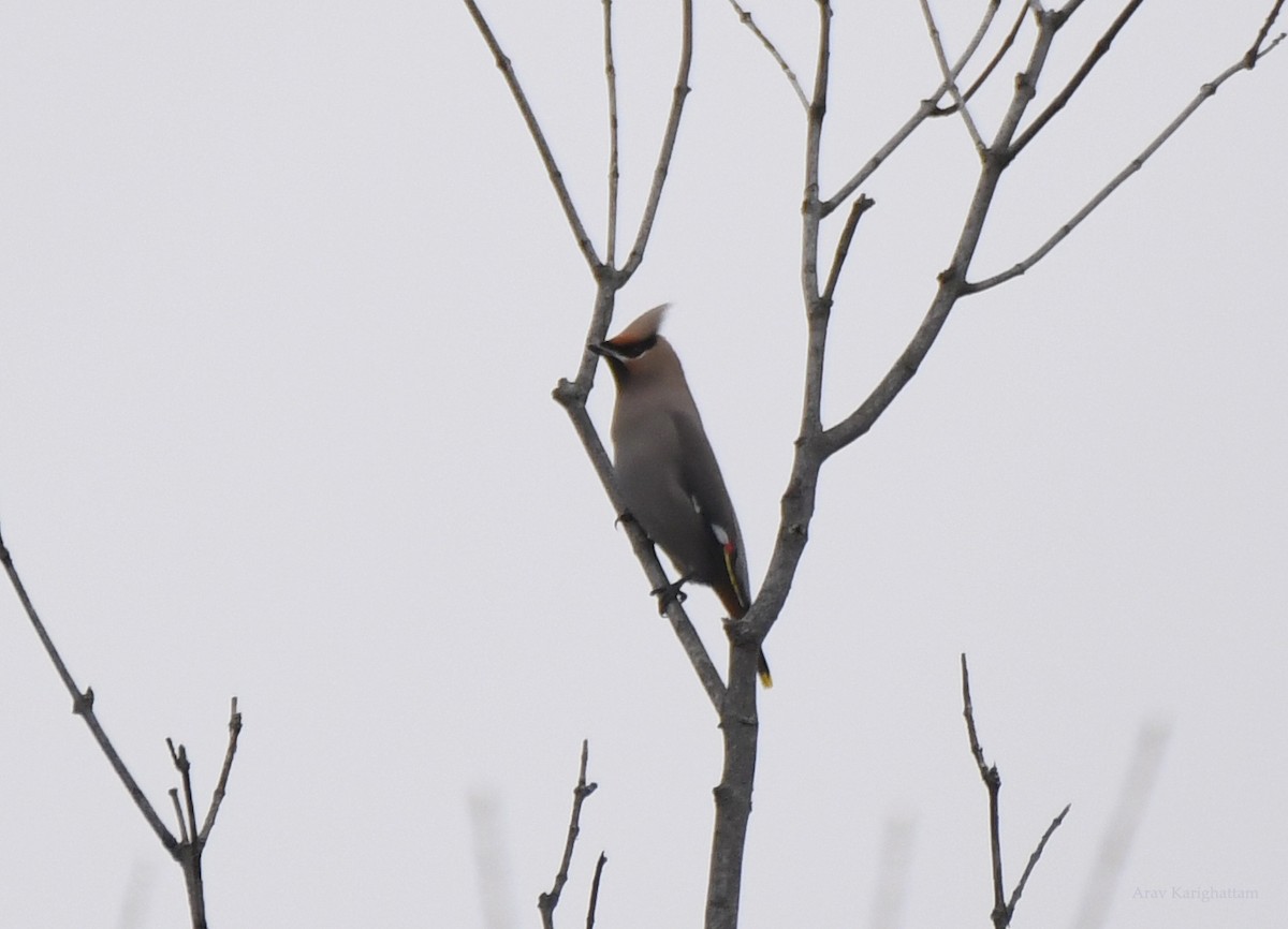 Bohemian Waxwing - ML400148541