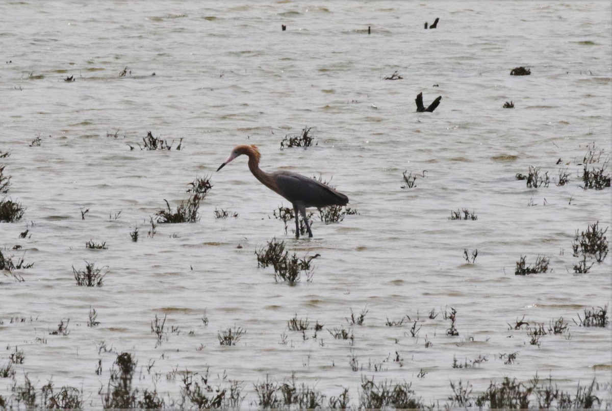 Reddish Egret - ML400149441
