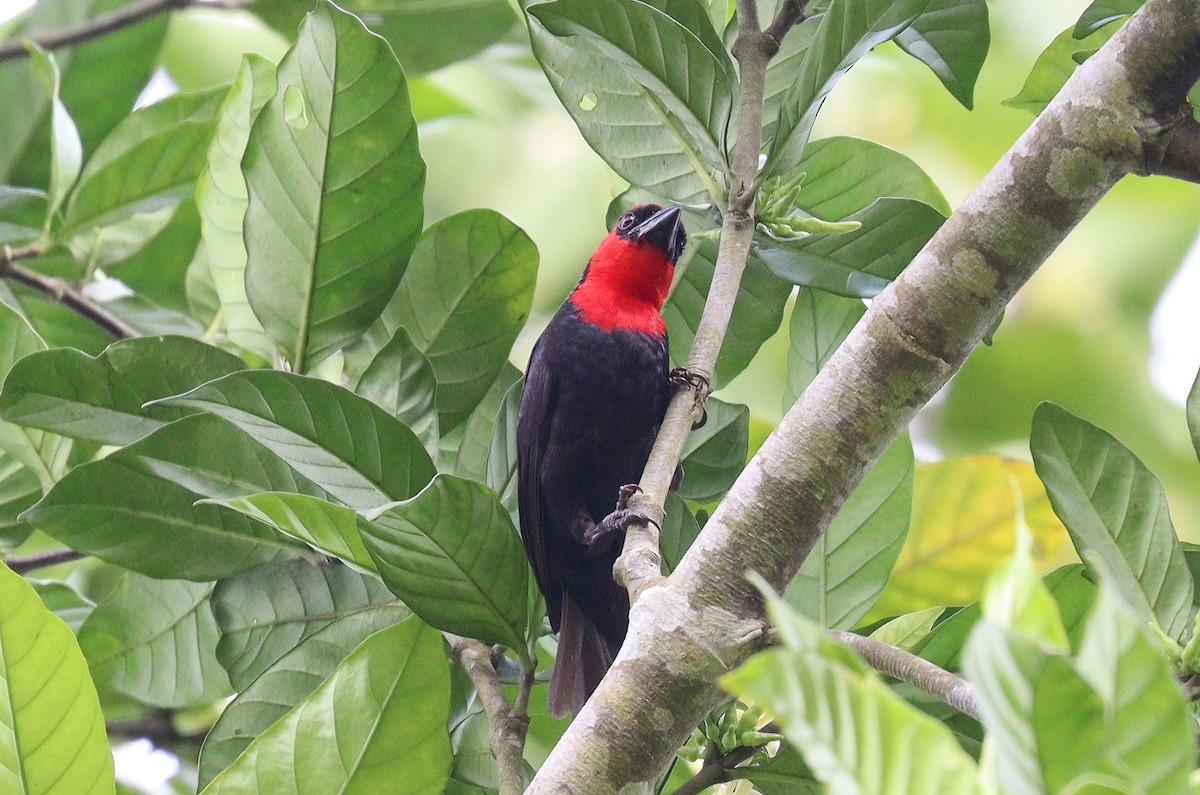 Crested Malimbe - ML400156201