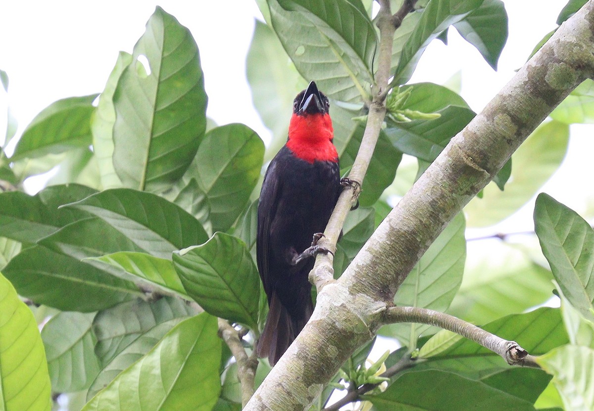 Crested Malimbe - ML400156211