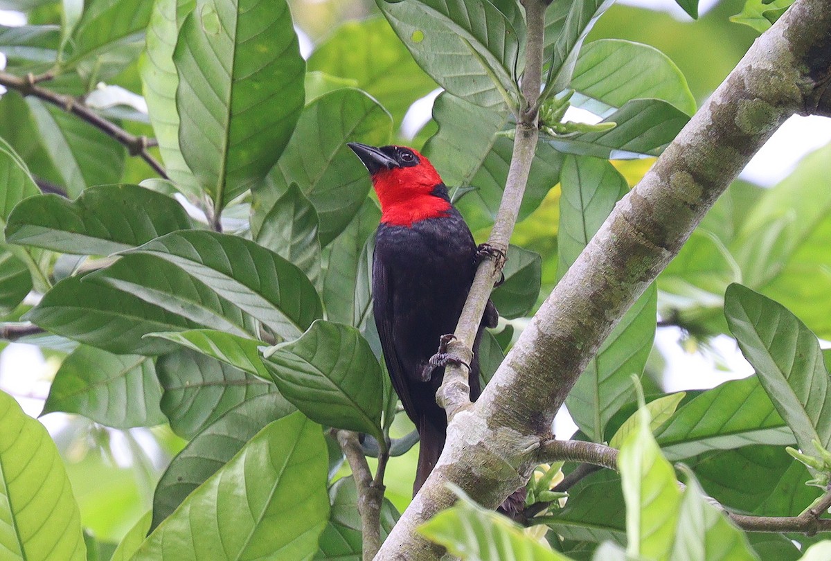 Crested Malimbe - ML400156221