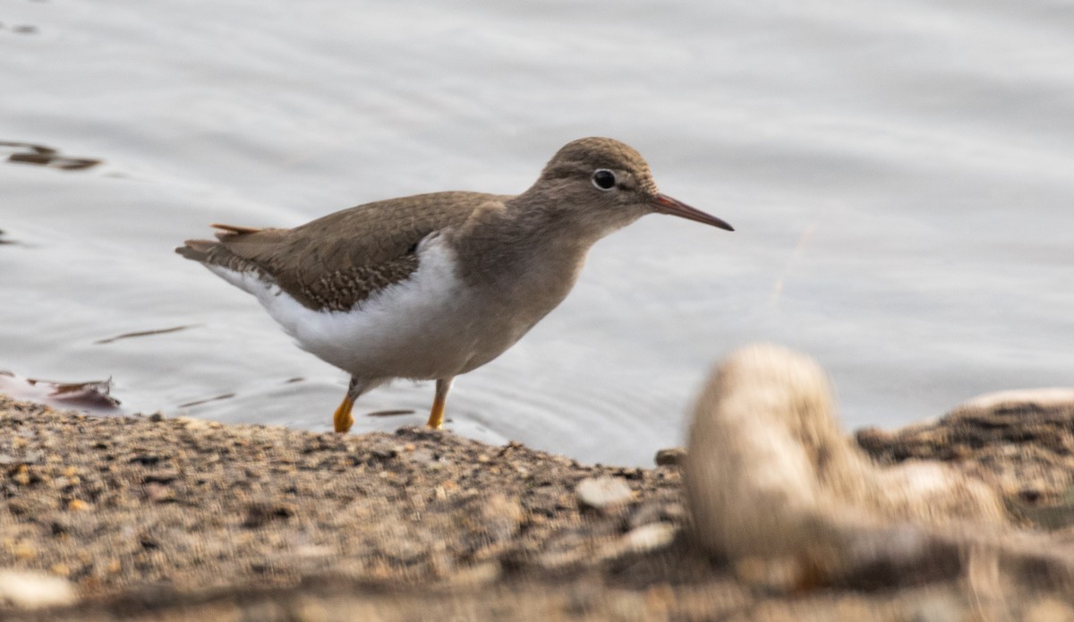 Spotted Sandpiper - ML400156791