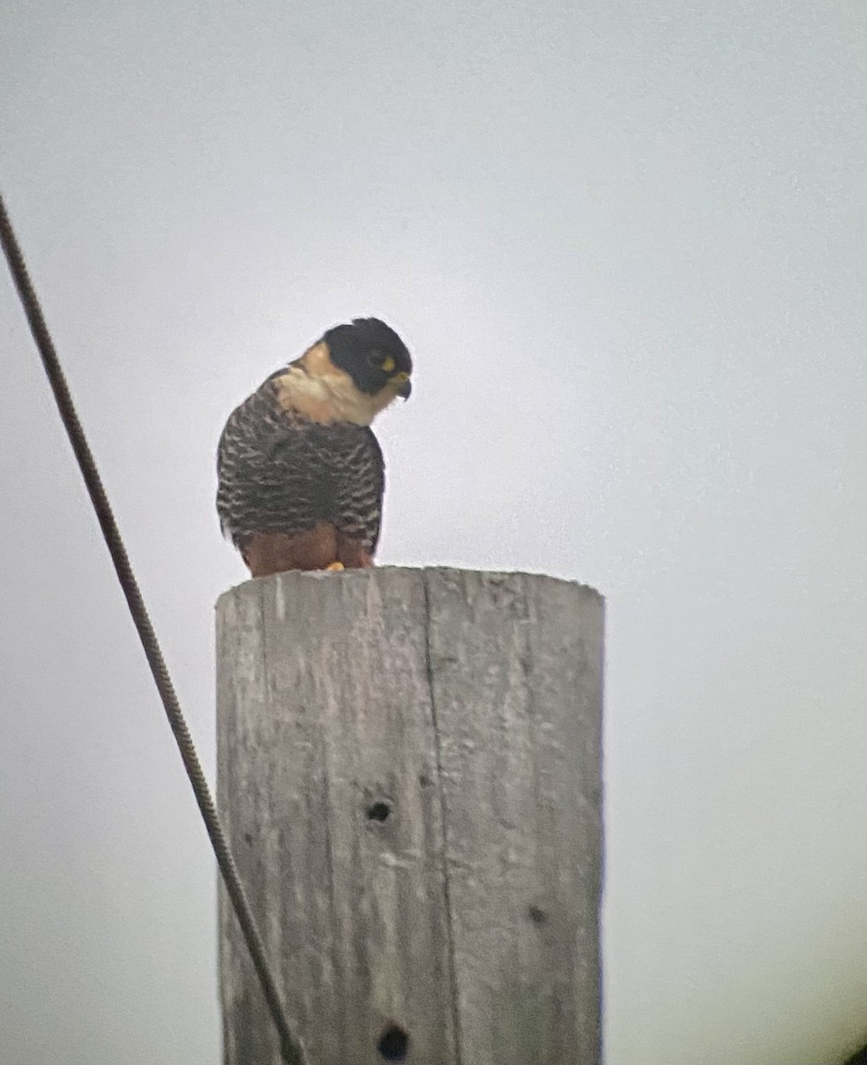 Bat Falcon - ML400158181