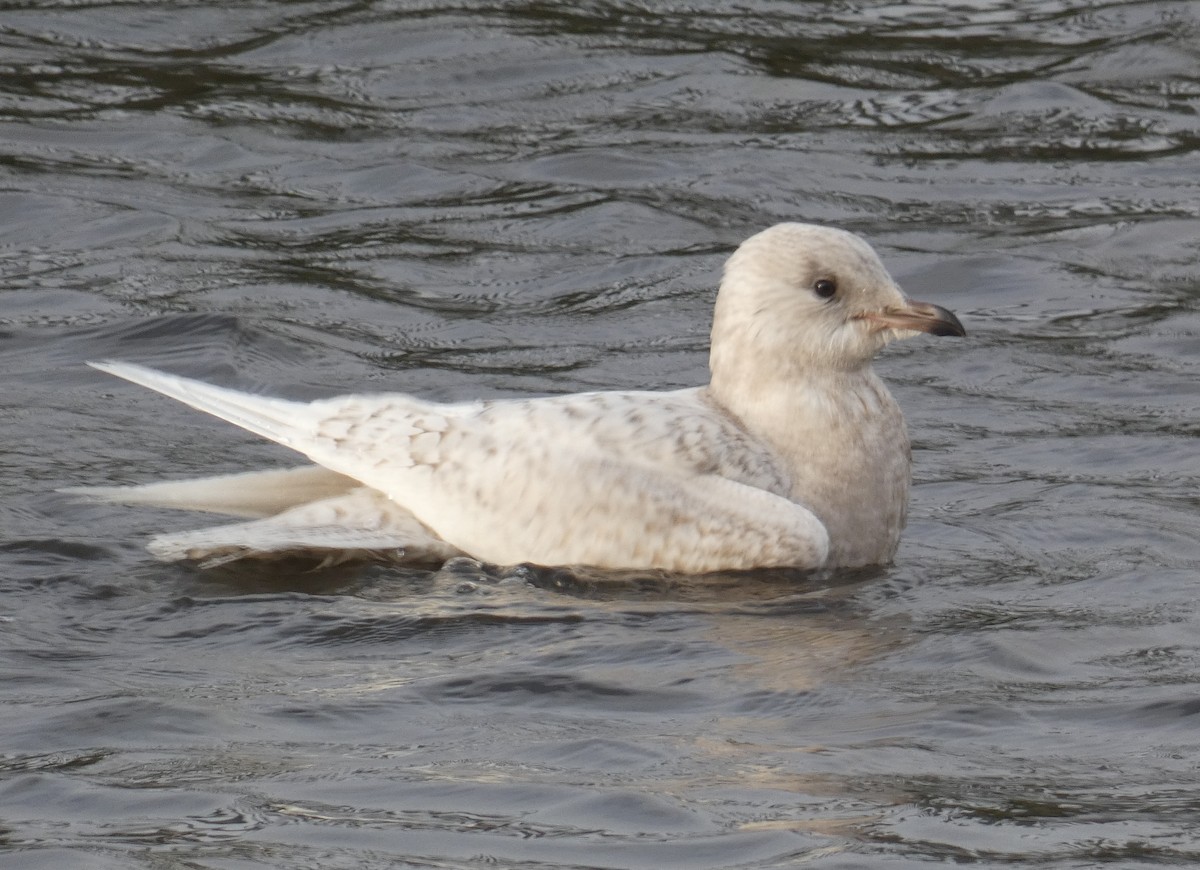 Iceland Gull - ML400158991