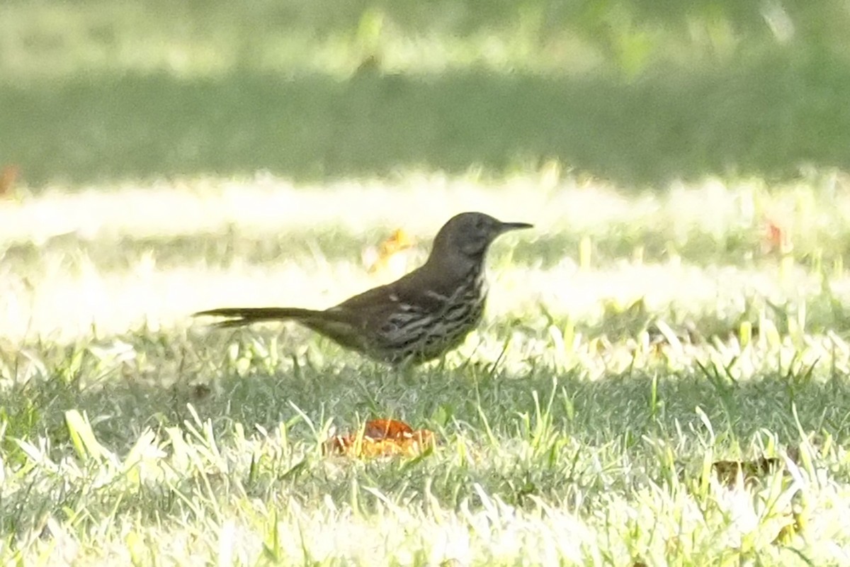 Brown Thrasher - Donna Pomeroy