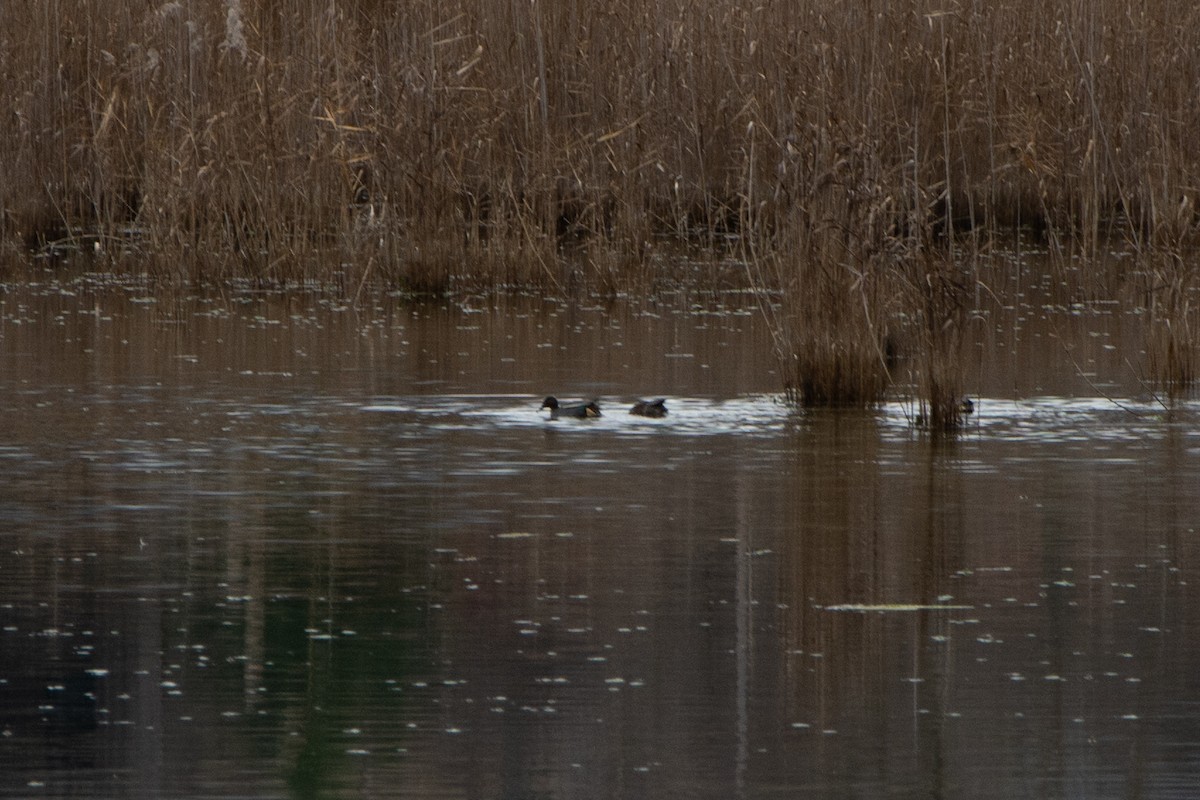 Green-winged Teal - ML400161351