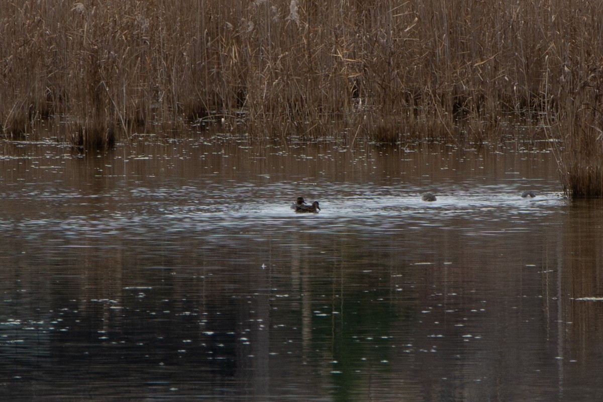 Green-winged Teal - ML400161361