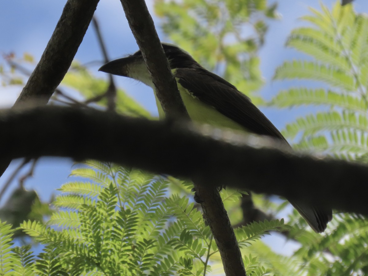 Boat-billed Flycatcher - ML400162641