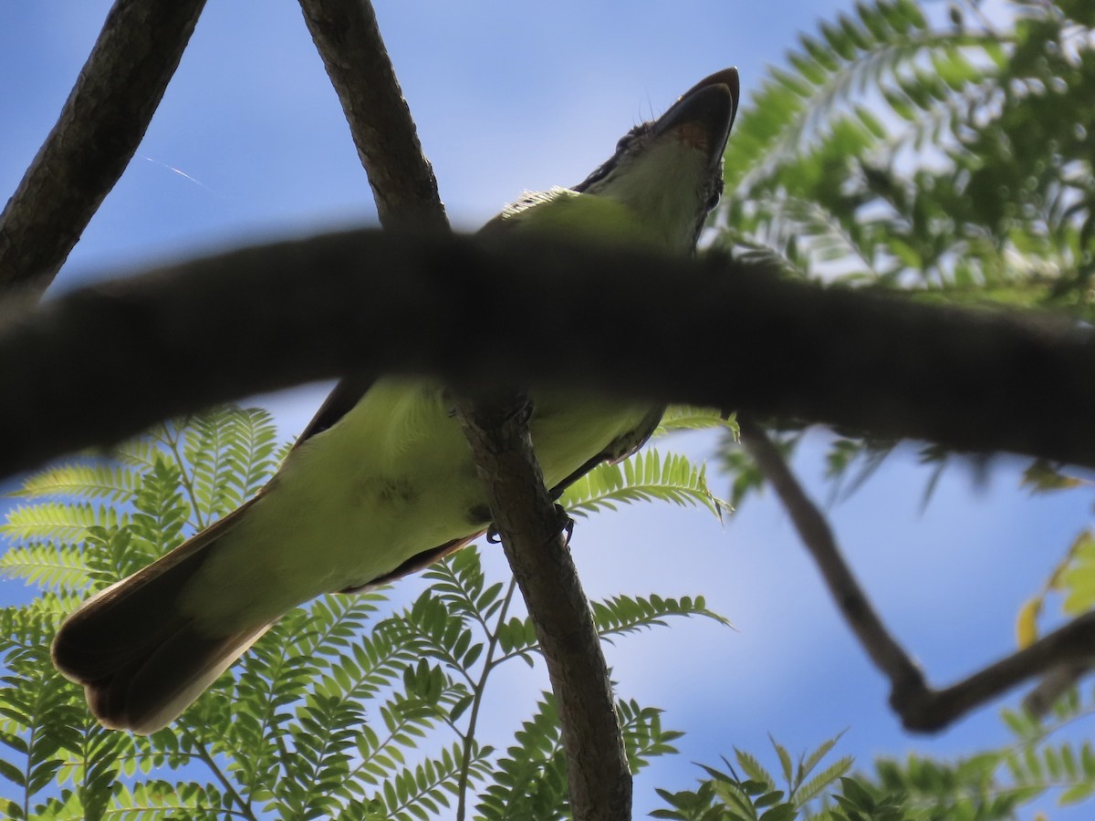 Boat-billed Flycatcher - ML400162651