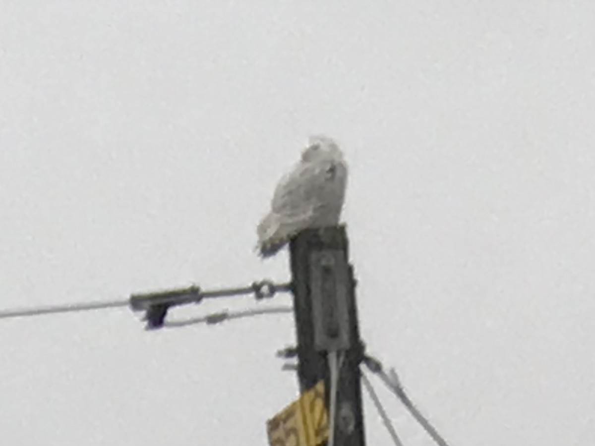 Snowy Owl - ML400163731