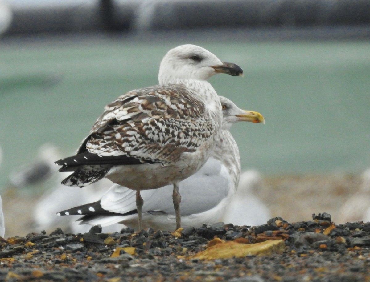 Great Black-backed Gull - ML400164141