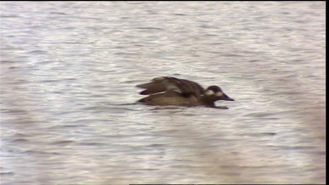 White-winged Scoter - ML400165