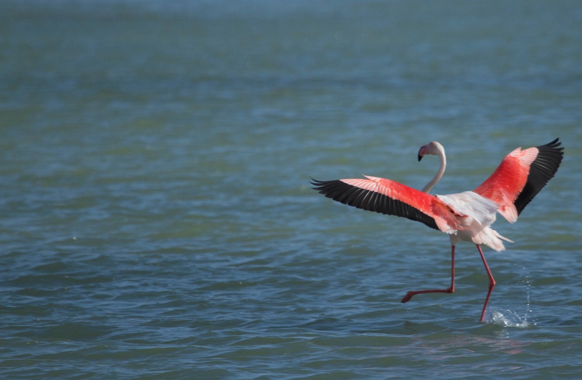 Greater Flamingo - Will Sweet