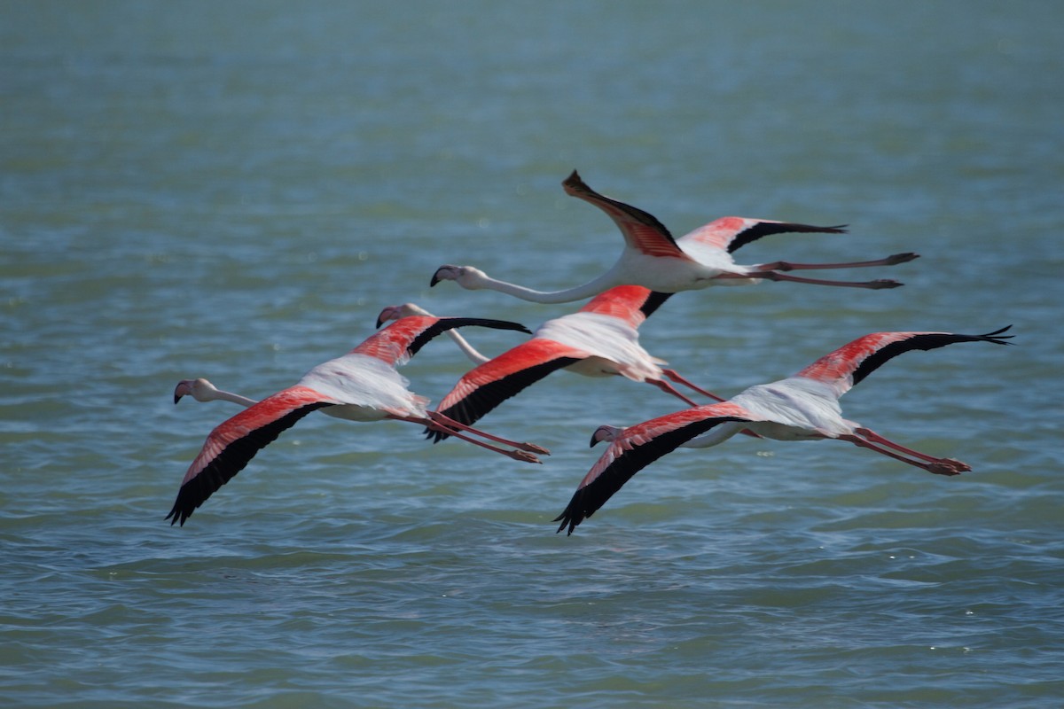 rosenflamingo - ML400166861