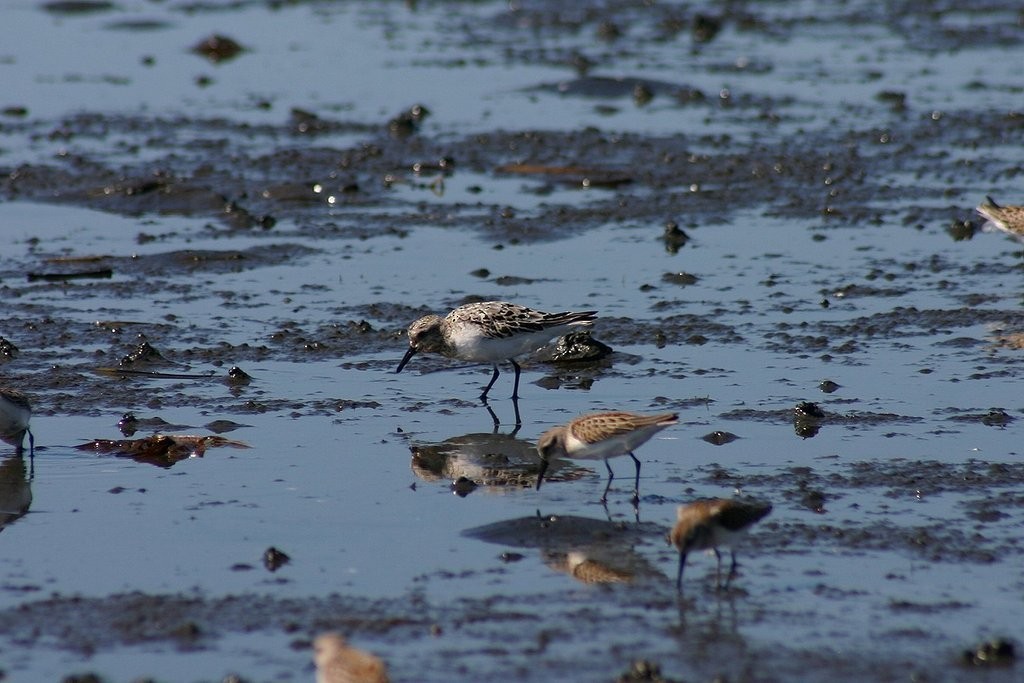 Sanderling - ML40017171