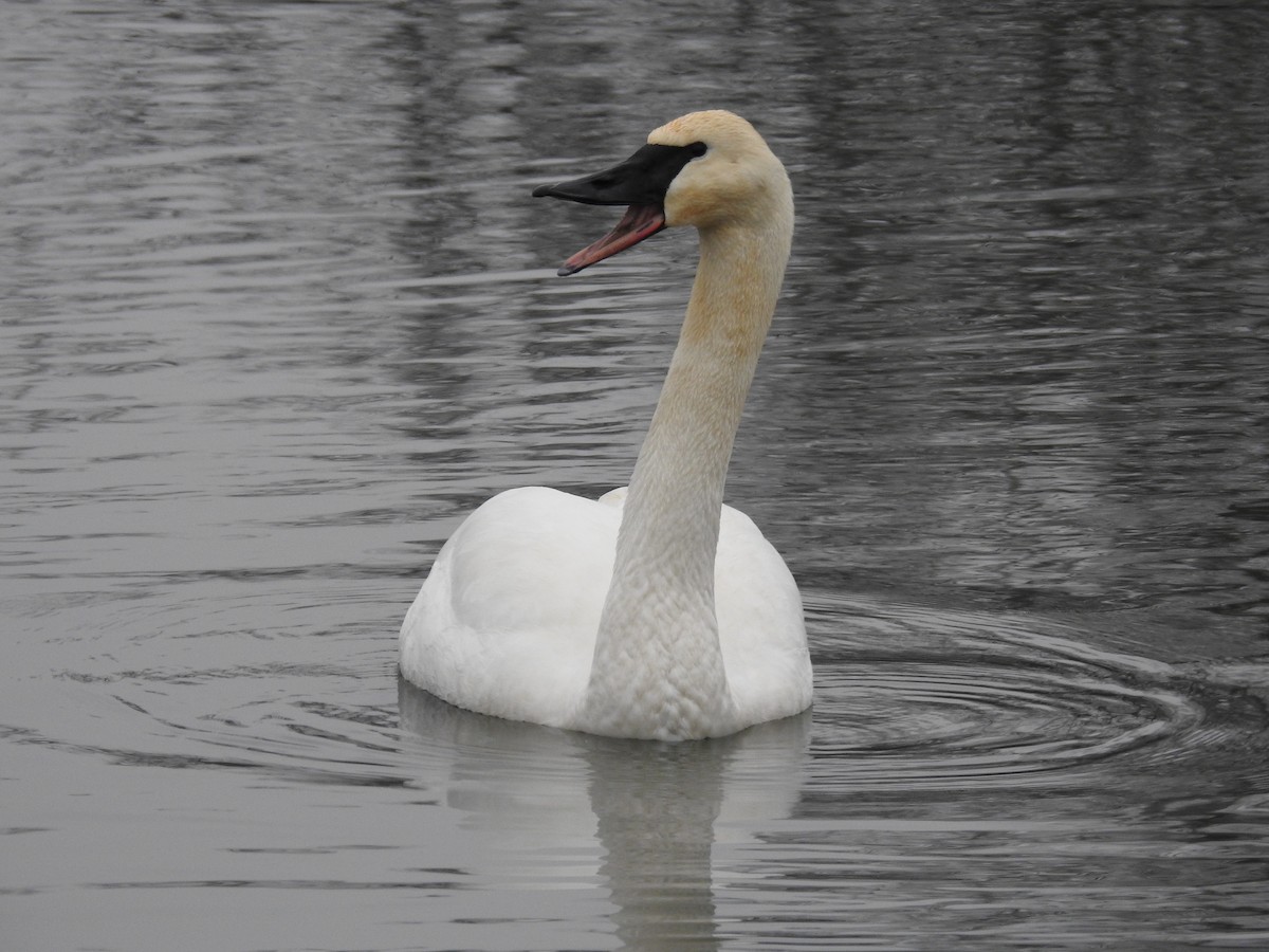 Trumpeter Swan - Alex Trifunovic