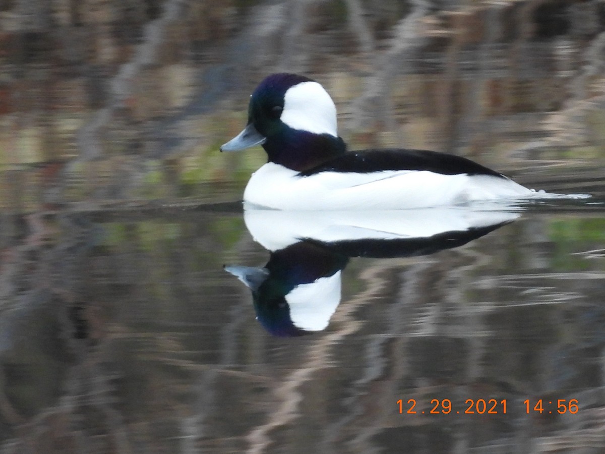 Bufflehead - ML400173211